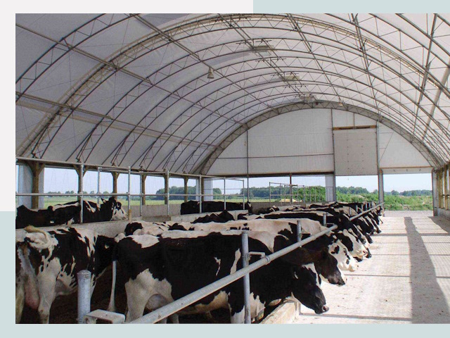 Тентовые коровники в Малгобеке